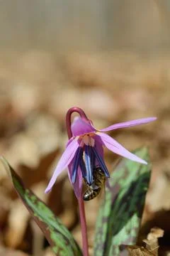 Bee macro close up on a dogs tooth violet, spring wildflower. Stock Photos