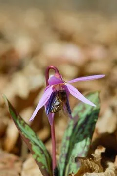 Bee macro close up on a dogs tooth violet, spring wildflower. Stock Photos
