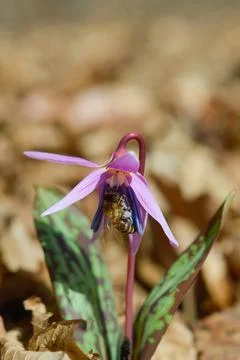 Bee macro close up on a dogs tooth violet, spring wildflower. Stock Photos