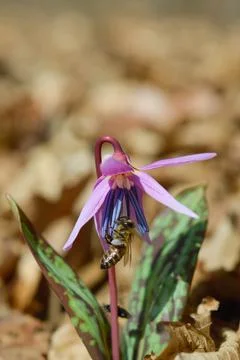 Bee macro close up on a dogs tooth violet, spring wildflower. Stock Photos