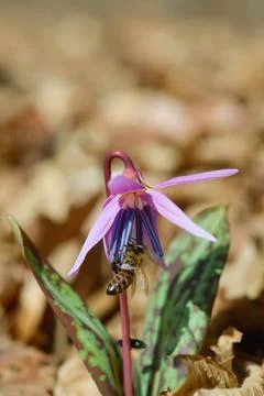 Bee macro close up on a dogs tooth violet, spring wildflower. Stock Photos