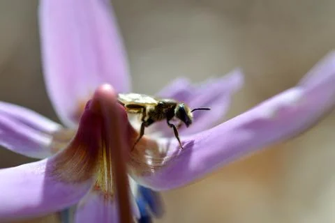Bee macro close up on a dogs tooth violet, spring wildflower. Stock Photos