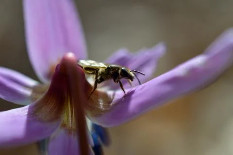 Bee macro close up on a dogs tooth violet, spring wildflower. Stock Photos