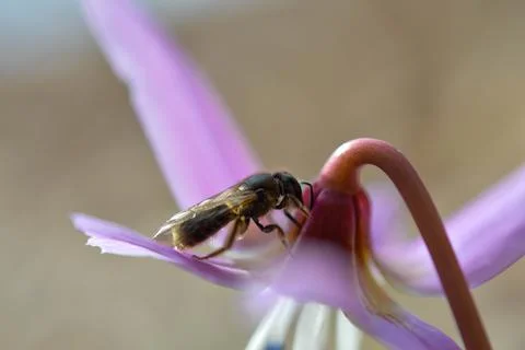 Bee macro close up on a dogs tooth violet, spring wildflower. Stock Photos