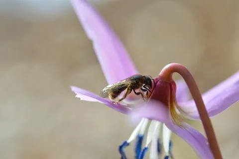 Bee macro close up on a dogs tooth violet, spring wildflower. Stock Photos