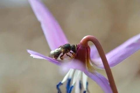 Bee macro close up on a dogs tooth violet, spring wildflower. Foto stock