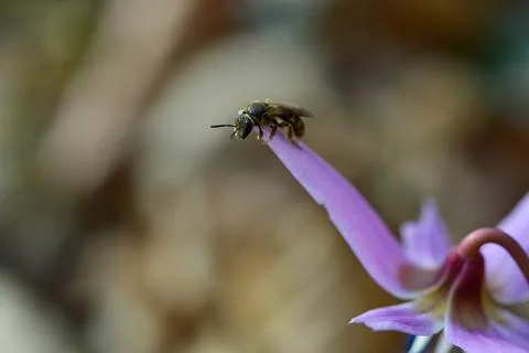 Bee macro close up on a dogs tooth violet, spring wildflower. Stock Photos