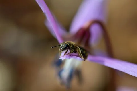 Bee macro close up on a dogs tooth violet, spring wildflower. Stock Photos