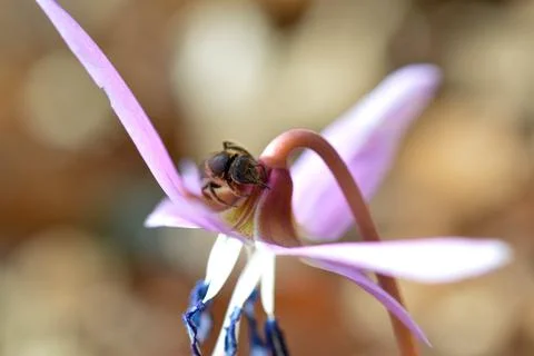 Bee macro close up on a dogs tooth violet, spring wildflower. Stock Photos