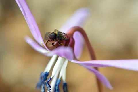 Bee macro close up on a dogs tooth violet, spring wildflower. Stock Photos