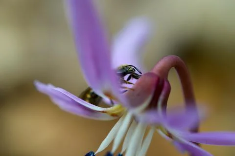 Bee macro close up on a dogs tooth violet, spring wildflower. Stock Photos