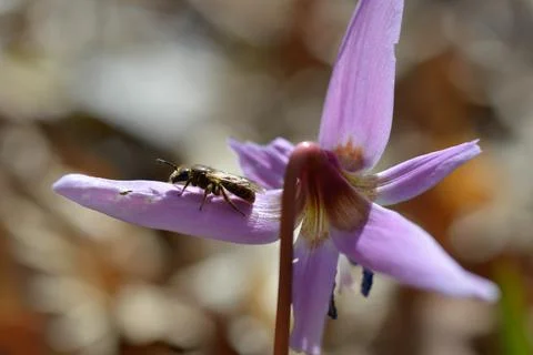 Bee macro close up on a dogs tooth violet, spring wildflower. Stock Photos