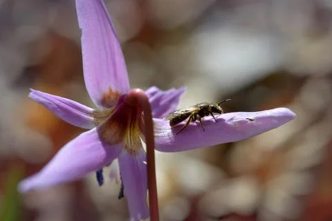 Bee macro close up on a dogs tooth violet, spring wildflower. Stock Photos