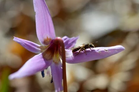 Bee macro close up on a dogs tooth violet, spring wildflower. Stock Photos