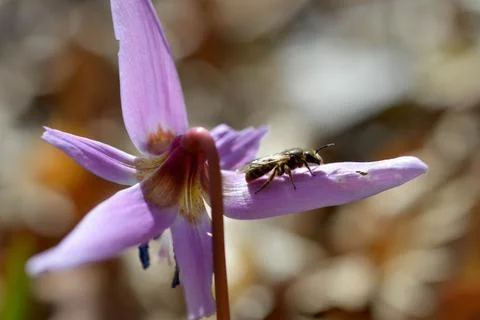 Bee macro close up on a dogs tooth violet, spring wildflower. Stock Photos