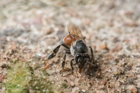 Bee macro is feeding on the ground. Stock Photos