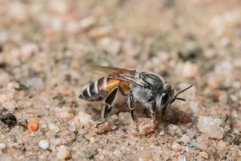 Bee macro is feeding on the ground. Stock Photos