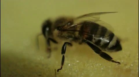Bee (Macro) Stock Footage 34421223
