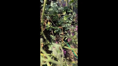 Bee macro Stock Footage 328367127