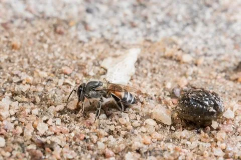 Bee macro on the ground Stock Photos