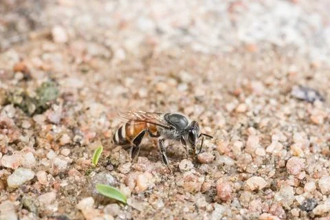 Bee macro on the ground Stock Photos