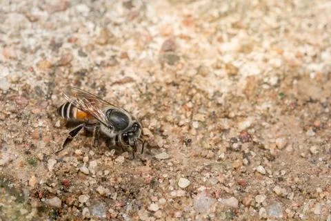 Bee macro on the ground Stock Photos
