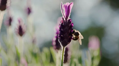 Bee Macro on lavender Garden slow motion sunlight Stock Footage 93346292