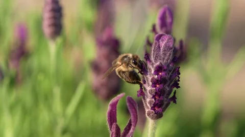 Bee Macro on lavender Garden slow motion sunny day 스톡 동영상 93346340