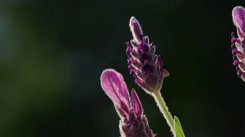 Bee Macro lavender Nectar Garden slow motion summer 스톡 동영상 93345821