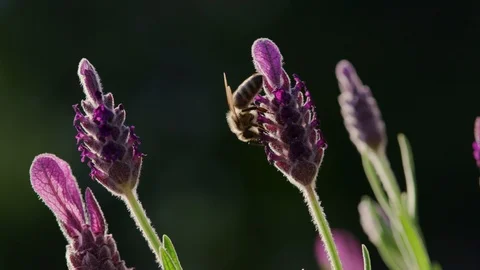 Bee Macro lavender Nectar Garden slow motion summerlight Stock Footage 93345982