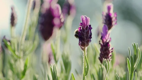 Bee Macro lavender Nectar Garden slow motion sunlight 스톡 동영상 93346180
