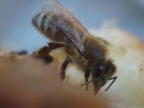 Bee macro Stock Photos