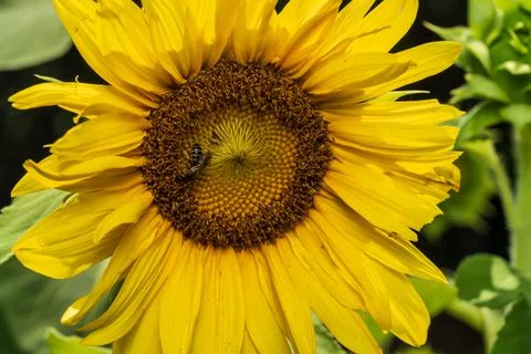 Bee macro Foto stock