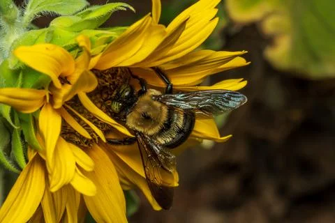 Bee macro Stock Photos
