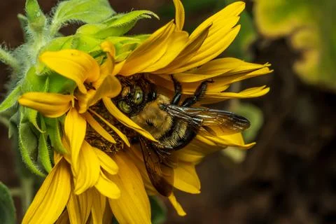 Bee macro Foto stock