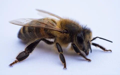 Bee macro Stock Photos