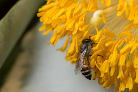 Bee macro scale with flowers Stock Photos