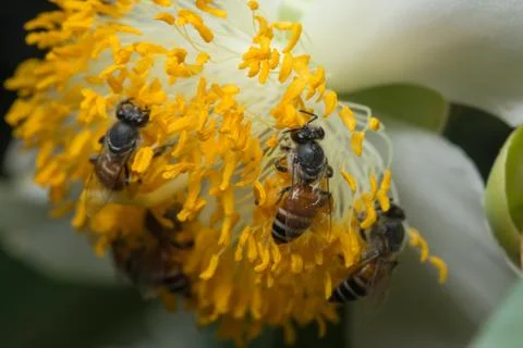 Bee macro scale with flowers Stock Photos