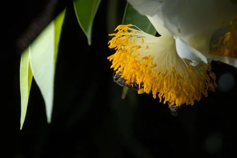 Bee macro scale with flowers Stock Photos