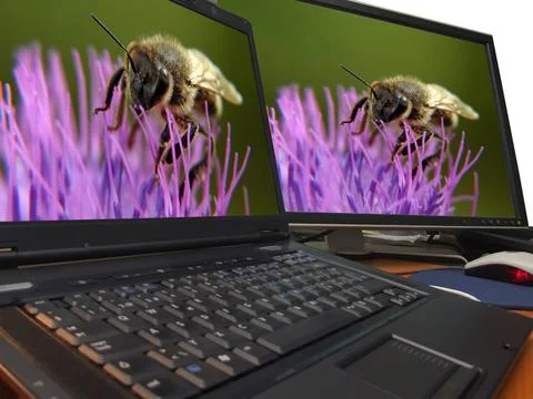 Bee macro on sharp dual display... bee macro on sharp dual display ,model ... Stock Photos