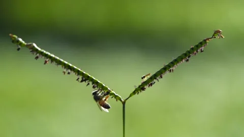 Bee Macro Shot - flying and landing on a grass flower - 60fps 4K Stock-Footage 148884525