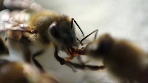 Bee macro shot Stock Footage 46684979