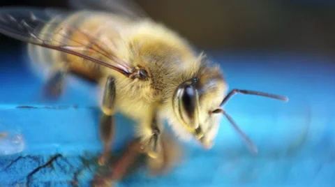 Bee macro shot Stock Footage 46691310