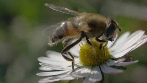 A bee macro shot Stock Footage 102885308