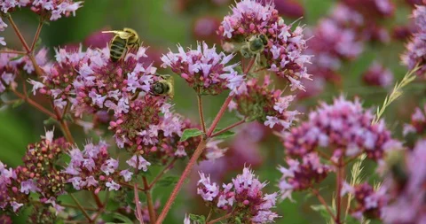 Bee macro slow motion shot. Bee collecting nectar on a sunny day. Amazing 스톡 동영상 92446408