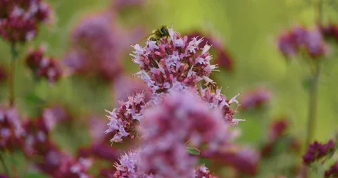 Bee macro slow motion shot. Bee collecting nectar on a sunny day Stock Footage 92446452