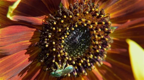 Bee Macro Sunflower Stock Footage 52578474