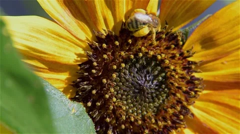 Bee Macro Sunflower Stock Footage 52578483