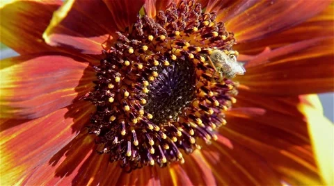 Bee Macro Sunflower Stock Footage 52584221