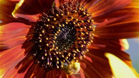 Bee Macro Sunflower Stock Footage 52584230